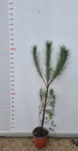 PIANTA DI PINUS PINEA IN VASO 18 CM (foto reale) PINO DA PINOLI