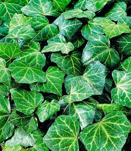 BALDUR Garten 6x Winterharte Efeu Pflanze Baltica, Pflanzen im 9x9 cm-Topf | Bodendecker & Kletterpflanze, pflegeleicht, Wasserbedarf gering, Hedera helix, immergrün, robust, trockenresistent