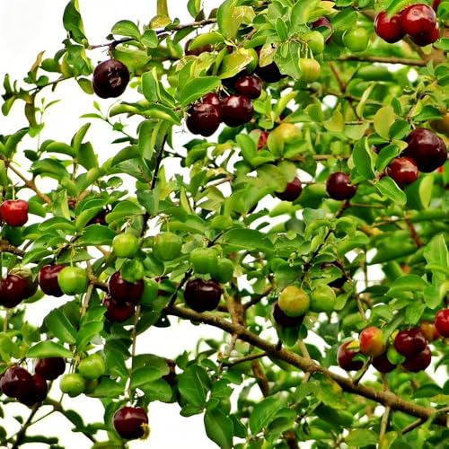 Acerola kirschbaum Süsskirsche - kräutergarten säulenobst säulenobstbäume obstpflanzen topfpflanzen draußen winterhart winterharte balkonpflanzen pflanzensamen 150samen
