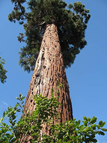 Portal Cool 20 Semi X Sequoiadendron giganteum, Mostro Gigante Redwood