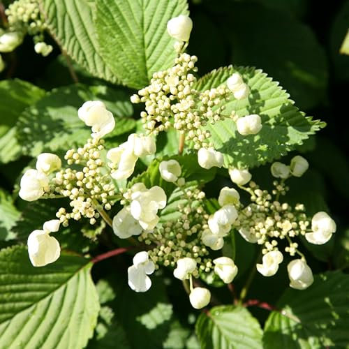 Plant Theory Tomentosum Mariesii Japanese Snowball Bush Viburnum Plicatum Shrub Plant 2L Pot