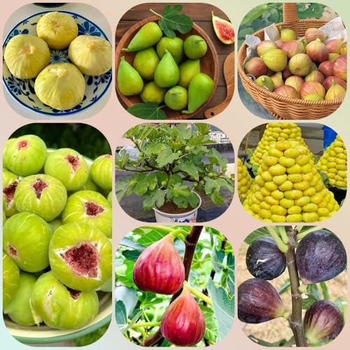 Semi di fico, da giardino roccioso frutteto da frutto nani resistenti rari regali per gli amanti del giardino semi di da balcone 60pcs