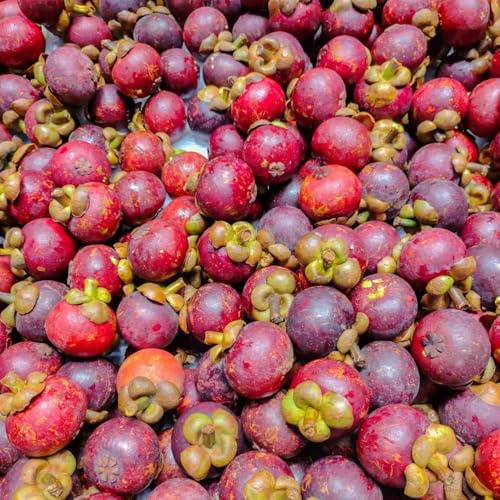 mangostansamen obstpflanzen baumsamen pflanzensamen deko säulenobst winterhart obstbäume exotische obstbaum, winterharte für balkon winterharte kübelpflanzen 5samen