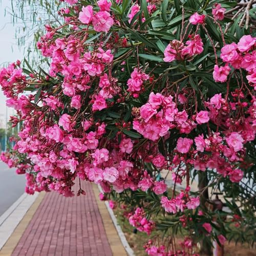 semillas de adelfa, variedades antiguas raras jardín para exterior arbustos silvestres Decoración jardín para exteriores 15pcs