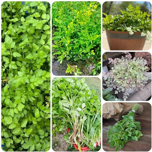 berro, semillas de berro verdes del jardín de Semillas, resistentes en contenedores, Cultivo hortalizas invierno invierno, exóticas 300semillas