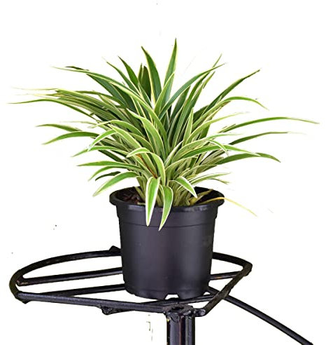 Chlorophytum Comosum | DECOALIVE | Planta de Interior | Planta Que Filtra el Aire