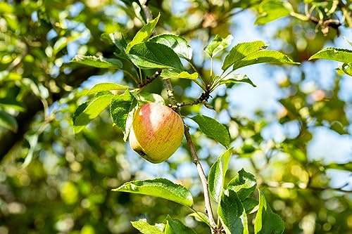 Malus/Pyrus/Prunus Zwergobst 40 cm Stammhöhe – Winterhart, Mehrjährig, Pflegeleicht – Zwergobstbaum Terrassenobst – Obstbaum für Terrasse & Balkon