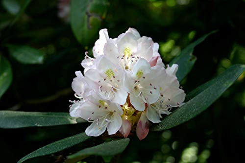 Seeds 5 Maximum Rhododendron Seeds