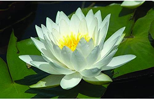 Lincolnshire Pond Plants Ltd - White Gladstoniana Water Lily - Pond Plants - VLW05-Potted