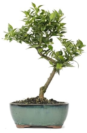 Bonsái Naranjo o Citrus Myrtifolia Natural Árbol Fácil de Mantener