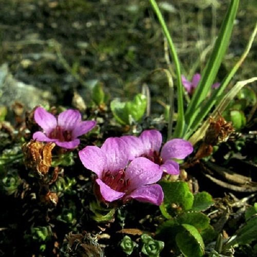 Neu! 50+ Saxifraga Blumenteppich-Blumensamen/immergrüne mehrjährige Bodendecker