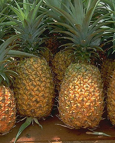ANAS Pflanze 'Ananas Comosus' - im Topf Ø 12 cm - H. 50 cm