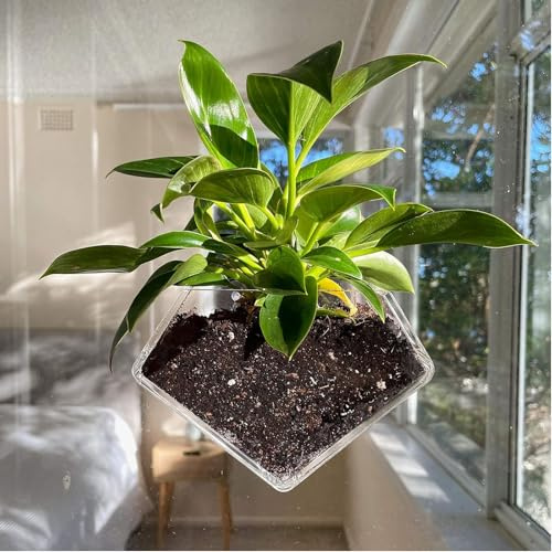 wdcfxy Pot de fleurs à ventouse en acrylique transparent en forme de diamant, idéal pour plantes grasses, cactus, boîtes ou pots d'herbes d'intérieur, décoration d'intérieur ou de cuisine
