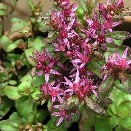6x Orpin spurium – Sedum spurium – Godet 9x9cm | Couvre-sol rustique, floraison colorée