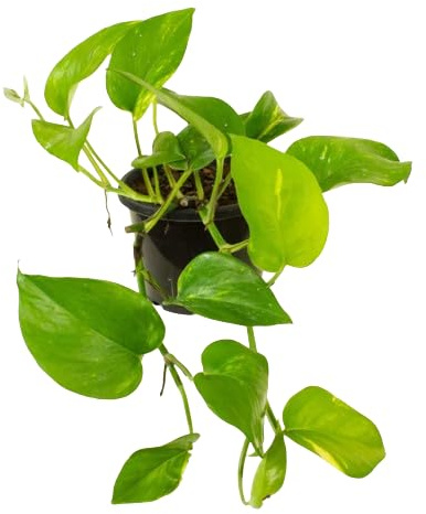 Potho Natural Planta de Interior Fácil de Cuidar con Hojas Colgantes
