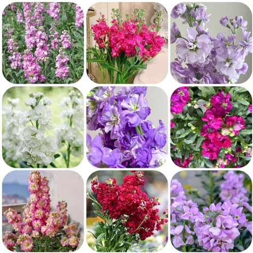 semillas de violeta perenne Decoración de jardín para exteriores, alfombra, reserva raras, decoración sala estar, perennes resistentes 500pcs