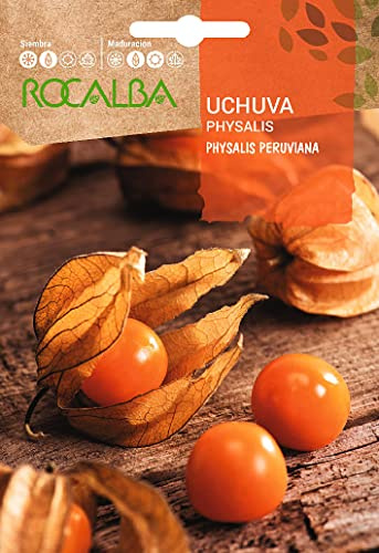 Semilla Uchuva (phisalis peruviana)