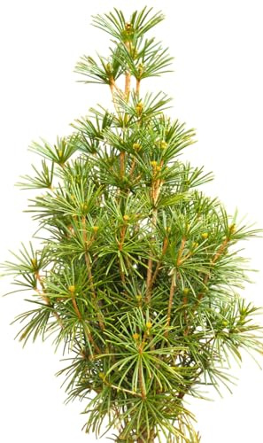 Japanische Schirmtanne Sciadopitys verticillata kegelförmig wachsend 80-100 cm winterhart Freilandaufzucht