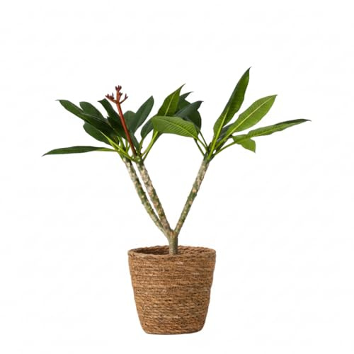 Plant in a Box - Hawaii-Palme Weiß - Plumeria rubra - inklusive Korb - Höhe 55-70cm - ⌀17cm