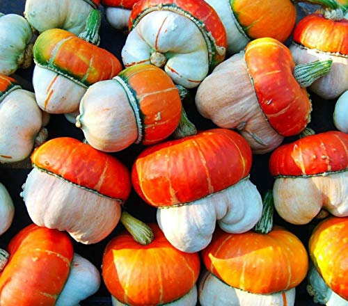 25 Seeds of Mix Gourds Autumn Decor Gourds Ornamental (Cucurbita Pepo)