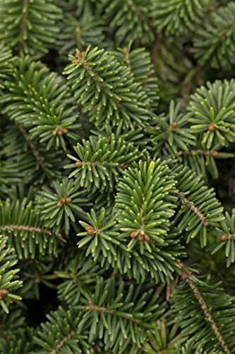 Abies balsamea 'Nana' 20-25 cm, Balsam-Tanne, kompakte Zwergform, immergrün, ideal für Steingärten und Kübel, winterhart, pflegeleicht