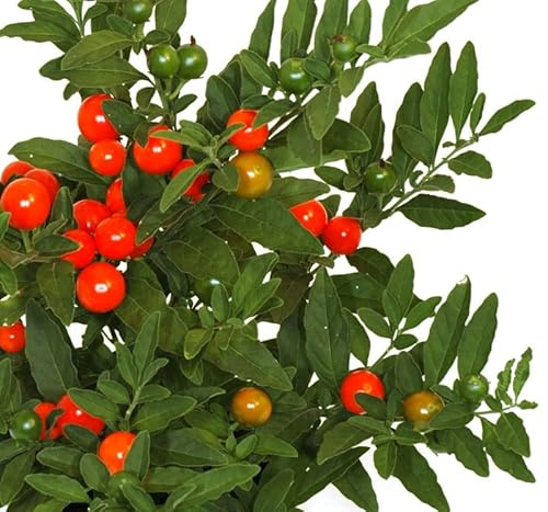 Solanum Pseudocapsicum o Cereza de Jerusalén Natural Arbusto para Exteriores