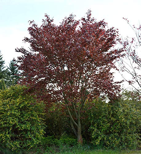 Blutbuche Swat Magret 60-80cm - Fagus sylvatica - lebende Gartenpflanze aus den Baumschulen