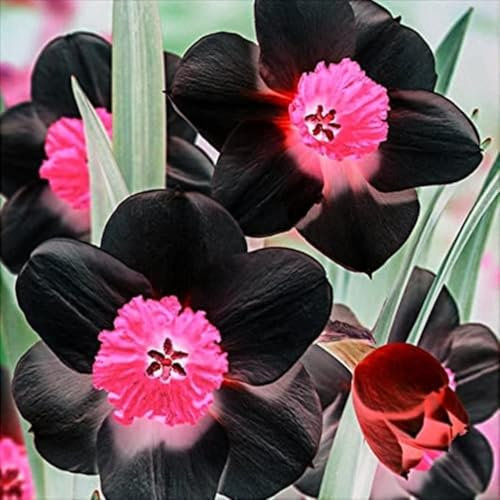 Narcissus Bulbs for Planting Now UK,Daffodil Bulbs,Greening Flower,Excellent Display Indoor Perennial,Flowering Rhizome,Balcony Garden Bulbs.-4Bulbs-E