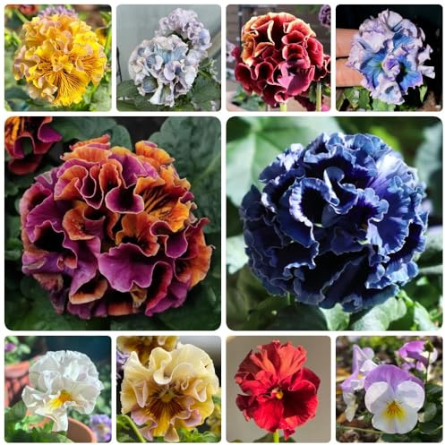semi resistenti di viola corno, resistenti da balcone Viola cornuta, regali per giardinieri primaverili per luoghi soleggiati farfalle 700pcs
