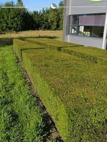 Eibe Taxus baccata 100-120 cm im Topf. 7 Heckenpflanzen: immergrün & winterhart