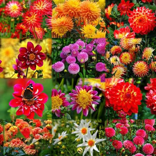 dahlien winterhart blumenzwiebel frühblüher deko frühlingsblumen bonsai topf gartenpflanzen exotische winterhart, winterharte 5zwiebeln