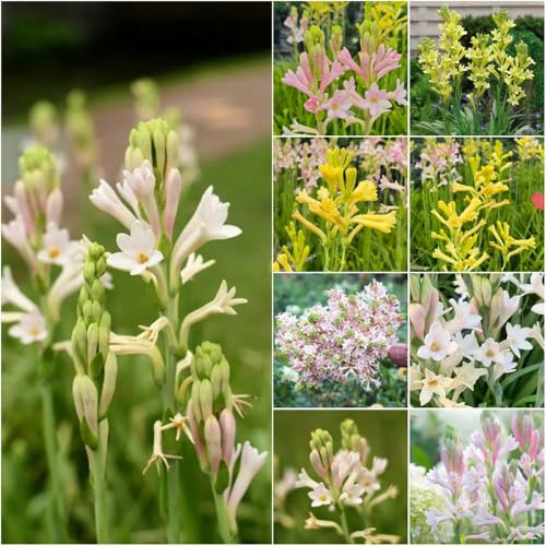 Tuberose blumenzwiebeln frühblüher balkon bonsai topf sommerblumen winterharte stauden topfpflanzen Tuberose blumenzwiebel frühlingsblüher gewächshaus 4zwiebeln