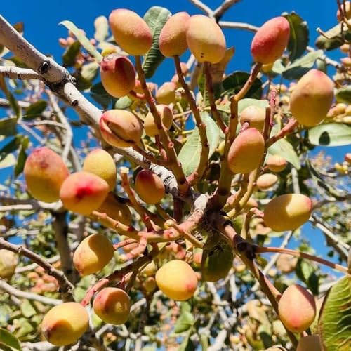 semi di pistacchio - aiuole rialzate giardino esotiche pascolo vecchie varietà resistenti balconi 8pcs