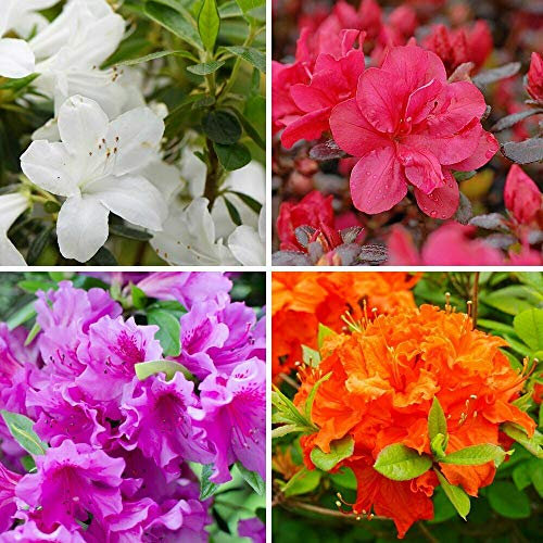 Azalea Potted Plant Collection Hardy Evergreen Outdoor Compact Dwarf Flowering Shrubs Including Red, White, Orange and Lilac, 1 x Mixed Azalea Collection (4 x 9cm Potted Plants) by Thompson & Morgan