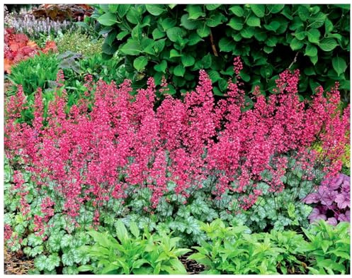Stauden Gänge 3 x Heuchera Hybride 'Paris' Purpurglöckchen winterhart | Purpurner Bodendecker für Halbschatten bis Schatten, Blüte Mai bis September, mehrjährig, 1 L Topf (11x11 cm)