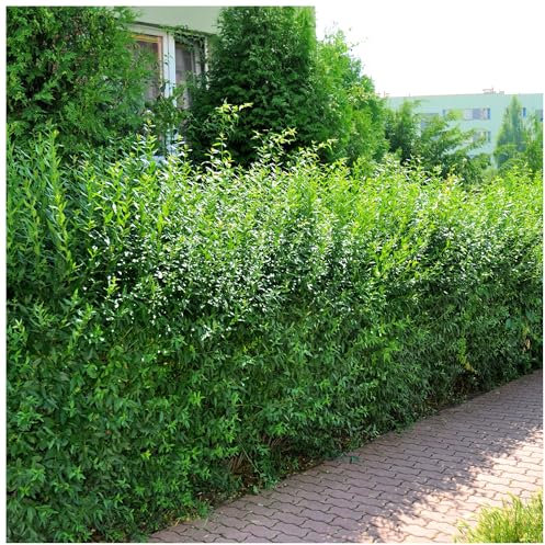 10 Wild Privet Hedging Ligustrum Plants Hedge 40-60cm,Quick Growing Evergreen 3fatpigs®