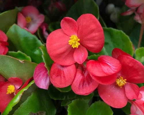 Graines de fleurs de bégonia 100 pièces rouges