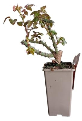 Rosal Natural Rojo en Maceta – Arbusto Vivo Perfecto para el Jardín