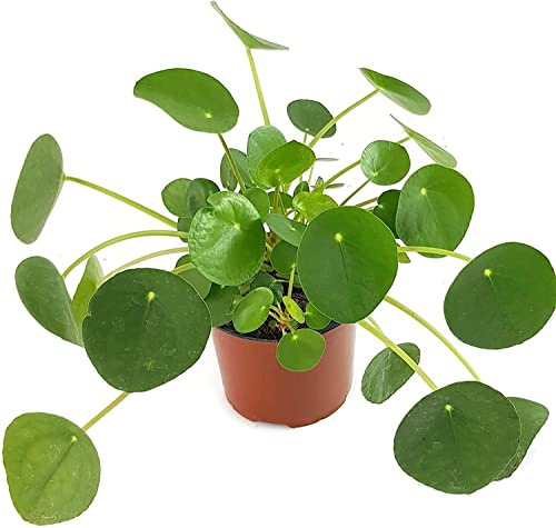 DECOALIVE Planta de la Suerte China Pilea Peperomioides Planta Natural del Dinero