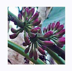 100 Samen Blaue Banane -musa itinerans- -Winterhart bis -20 Crad-