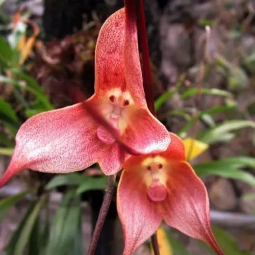 semi di orchidea scimmia orchidee decorazione da giardino per esterni, balcone di orchidea faccia di scimmia rare, decorazione soggiorno resistenti 35pcs