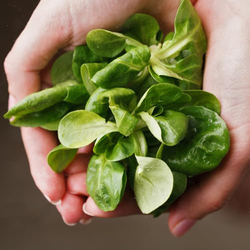 brunnenkresse - nasturtium officinale - hochbeet kräutergarten balkon küchenkräuter, gemüsesamen balkon 25samen
