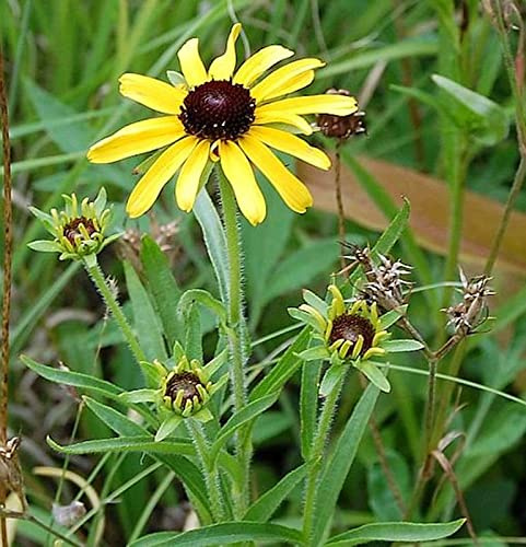 Missouri Sonnenhut - Rudbeckia missouriensis - lebende Gartenpflanze aus den Baumschulen