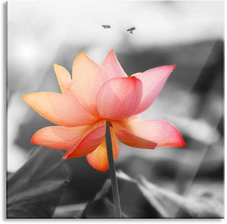 Pixxprint Glasbild, Wandbild auf Echtglas, zarter Lotus, 70x70 cm, inkl. Aufhängung und Abstandshalter
