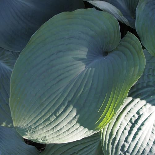 Pianta vera di Hosta Blue Angel - Diametro Vaso Ø 18 cm