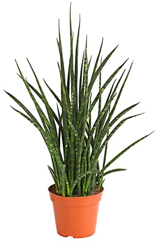 Dehner Bogenhanf Fernwood Punk, marmorierte Triebe, 50-60 cm, Ø Topf 14 cm | Sansevieria hybride, sukkulente Zimmerpflanze, pflegeleicht, für helle Standorte