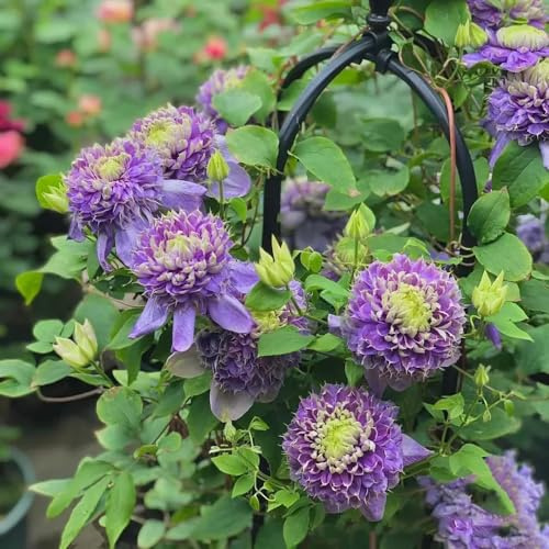 bulbos resistentes de clemátide - perennes interior balcón decoración 1pcs