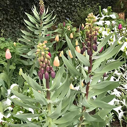 imperiale coronata - balcone precoce giardino d'appartamento esotiche balcone 8Bulbi