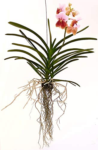 POWERS TO FLOWERS - ORCHIDEA WANDA ROSA BICOLORE, pianta vera