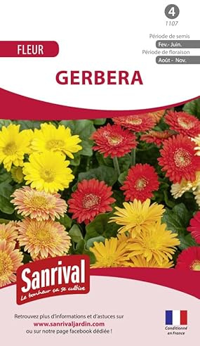 Sanrival Gerbera mélange de Fleuriste